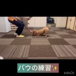 【犬の幼稚園】クールくんの様子#東京 #豊田駅 #犬のしつけ #ドッグスクール #犬の幼稚園#犬のトレーニング #動物看護師兼トレーナー #犬好き  #ペットホテル