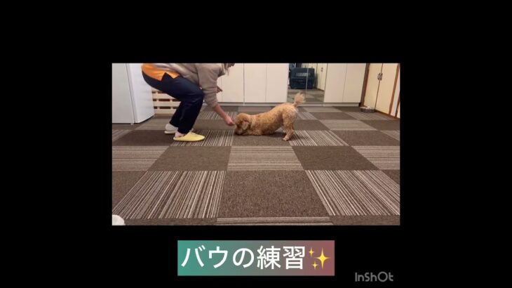 【犬の幼稚園】クールくんの様子#東京 #豊田駅 #犬のしつけ #ドッグスクール #犬の幼稚園#犬のトレーニング #動物看護師兼トレーナー #犬好き  #ペットホテル