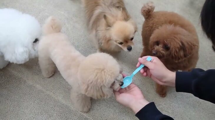 犬の幼稚園 みんなとトレーニング