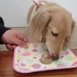 犬の幼稚園 ナノちゃんとトレーニング