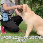 【愛犬とお散歩】防水トリーツポーチが超便利！小型犬のしつけに使える おしゃれアウトドアコレクション