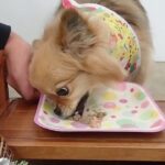 犬の幼稚園 くるみちゃんとトレーニング