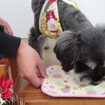 犬の幼稚園 レオンくんとトレーニング