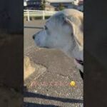 #ラブラドール #保護犬 #大型犬 #犬のしつけ #犬の散歩 #エレン