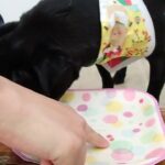 犬の幼稚園 朗くんとトレーニング