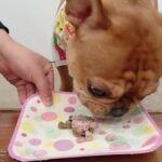 犬の幼稚園 レオくんとトレーニング