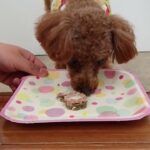 犬の幼稚園 るるちゃんとトレーニング