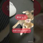 【子犬　しつけ】ポメ柴　伏せをマスター！？②