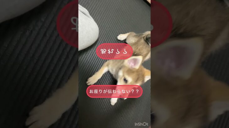 【子犬　しつけ】ポメ柴　伏せをマスター！？②