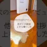 ※説明欄見てね！【犬の社会化デビュー、、他犬との挨拶の慣らし方】