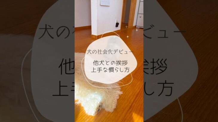 ※説明欄見てね！【犬の社会化デビュー、、他犬との挨拶の慣らし方】