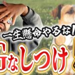 【犬のしつけ】あなたのしつけは大丈夫ですか！？みんなは犬にとってスーパーマンです