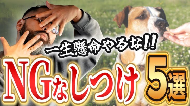 【犬のしつけ】あなたのしつけは大丈夫ですか！？みんなは犬にとってスーパーマンです