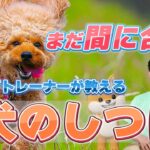 おうち犬のしつけチャンネル紹介