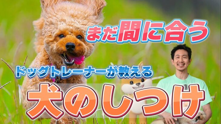 おうち犬のしつけチャンネル紹介