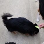 犬の幼稚園 みんなとトレーニング