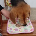 犬の幼稚園 ビオタンちゃんとトレーニング