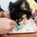 犬の幼稚園 ショコラくんとトレーニング