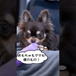 【 犬の気持ち 】忠実で賢い チワワ の魅力！〔 犬 ペット ペットしつけ 〕