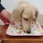 犬の幼稚園 にこまるくんとトレーニング