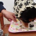 犬の幼稚園 トイちゃんとトレーニング