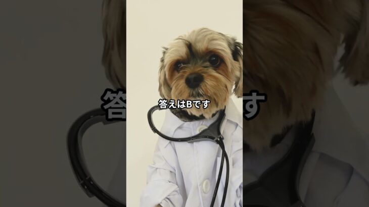 犬の遠吠えを減らすために最も効果的な方法はどれでしょうか？#ワンコクイズ #犬好きと繋がりたい #犬のいる暮らし #ペットトレーナー #犬のしつけ #犬の睡眠 #ワンコとの生活 #犬の飼い方