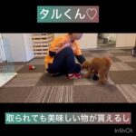 【犬の幼稚園】ココアちゃん、タルくんの様子#東京 #豊田駅 #犬のしつけ #ドッグスクール #犬の幼稚園#犬のトレーニング #動物看護師兼トレーナー #犬好き  #ペットホテル