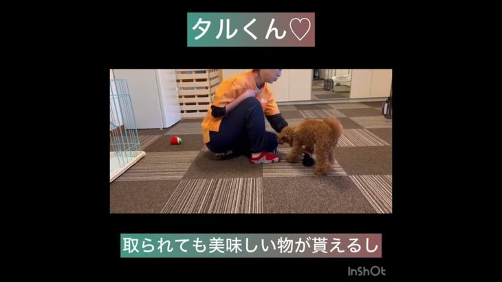 【犬の幼稚園】ココアちゃん、タルくんの様子#東京 #豊田駅 #犬のしつけ #ドッグスクール #犬の幼稚園#犬のトレーニング #動物看護師兼トレーナー #犬好き  #ペットホテル