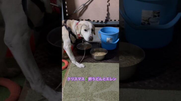 #ラブラドール #保護犬 #大型犬 #犬のしつけ  #犬の散歩 #エレン #犬の手作りご飯 #犬のいる生活