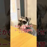 犬のトイレトレーニングのとある㊙️方法 #シュナウザー #犬 #トイレトレーニング