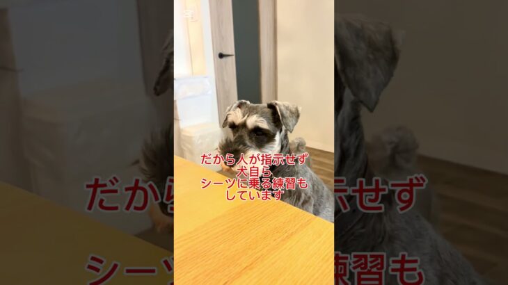 犬のトイレトレーニングのとある㊙️方法 #シュナウザー #犬 #トイレトレーニング