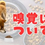 犬の嗅覚について！