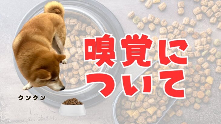 犬の嗅覚について！