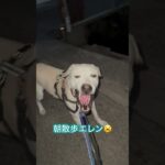 #ラブラドール #保護犬 #大型犬 #犬のしつけ #犬の散歩 #エレン #犬のいる暮らし