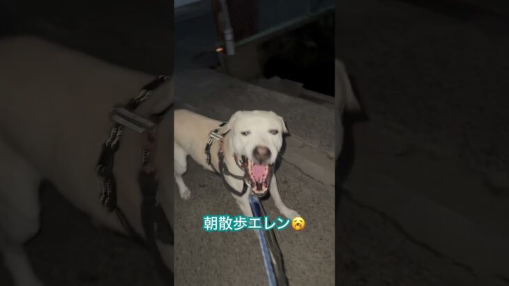 #ラブラドール #保護犬 #大型犬 #犬のしつけ #犬の散歩 #エレン #犬のいる暮らし