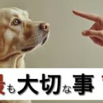 【知っておきたい】犬のしつけで最も大切なこと