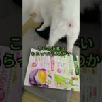 【ポメラニアン】チョコちゃん何してるの？　　#犬のいる生活#ペット#犬#しつけ#可愛い