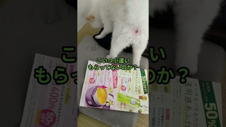 【ポメラニアン】チョコちゃん何してるの？　　#犬のいる生活#ペット#犬#しつけ#可愛い