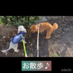 【犬の幼稚園】タルくんの様子#東京 #豊田駅 #犬のしつけ #ドッグスクール #犬の幼稚園#犬のトレーニング #動物看護師兼トレーナー #犬好き  #ペットホテル