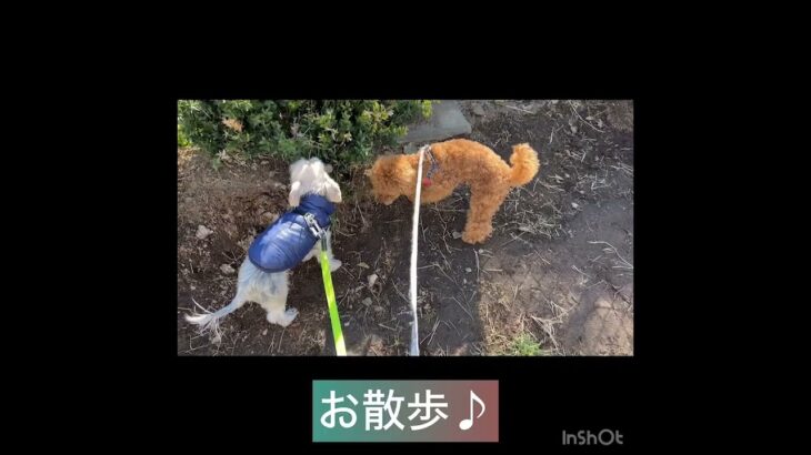 【犬の幼稚園】タルくんの様子#東京 #豊田駅 #犬のしつけ #ドッグスクール #犬の幼稚園#犬のトレーニング #動物看護師兼トレーナー #犬好き  #ペットホテル