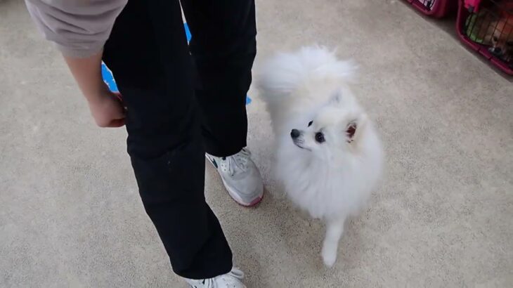 犬の幼稚園 ユパくんとトレーニング