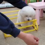 犬の幼稚園 ローヌくんとトレーニング