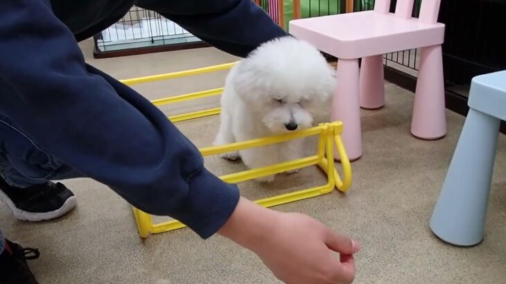 犬の幼稚園 ローヌくんとトレーニング