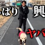 【実践】大型犬の散歩のひっぱり、興奮をドッグトレーナーがしつけ改善！