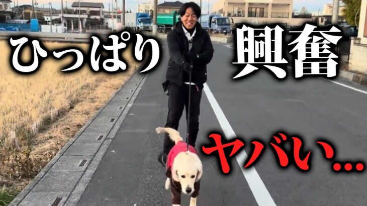 【実践】大型犬の散歩のひっぱり、興奮をドッグトレーナーがしつけ改善！