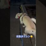 #ラブラドール #保護犬 #大型犬 #犬の散歩 #犬のしつけ #犬のいる暮らし #エレン