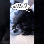 【 犬の気持ち 】番犬 にもなる！ ポメラニアン の魅力！〔 犬 ペット ペットしつけ 〕