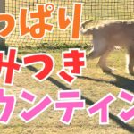 【犬しつけ】【ゴールデン】マウンティング！噛みつき！引っ張り！