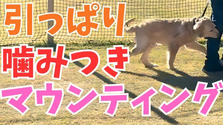 【犬しつけ】【ゴールデン】マウンティング！噛みつき！引っ張り！