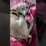 #ラブラドール #保護犬 #大型犬 #犬のしつけ #犬のいる生活 #エレン #昼寝